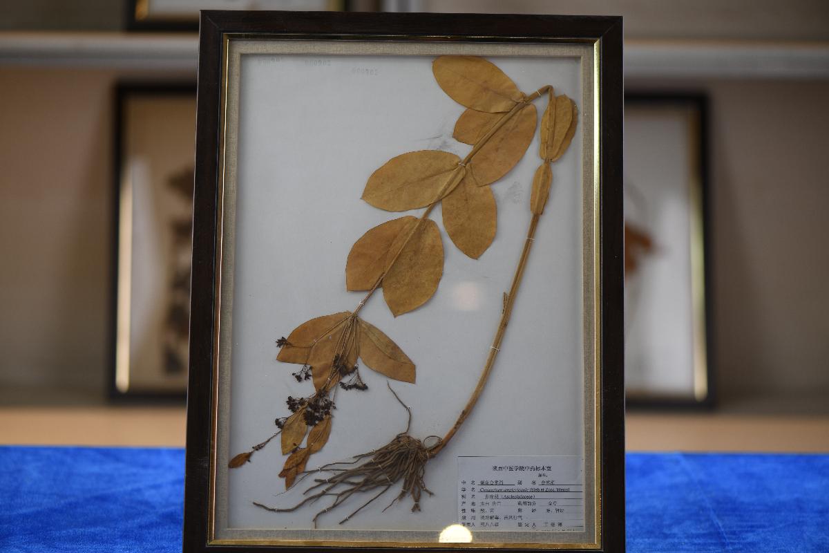 （ZY）0440紫花合掌消