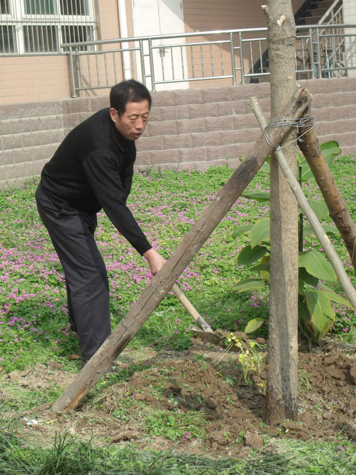 2011年10月27日上午，饮食中心的临退职工卢明权同志瞅准秋末植物生长进入休眠期的有利时机，自购银杏树2棵，在同事李分书等人的帮助下，定植在南校区图书馆南门口东侧绿化地，完成了他心中近年来一直思索的一个心愿—退休之前为学校留下点啥？他说：“咱25岁进中医学院，一辈子都为学院奉献了，如今马上面临退休，心里总有些说不出的感觉，恋恋不舍，想着为学院留下点啥呢？栽棵树吧，既能绿化校园，又能把心留在学院，时刻关心学院发展挺好的。”其中一棵胸径12公分、另一棵胸径6公分，据市场调查胸径12公分的银杏一棵在1600元