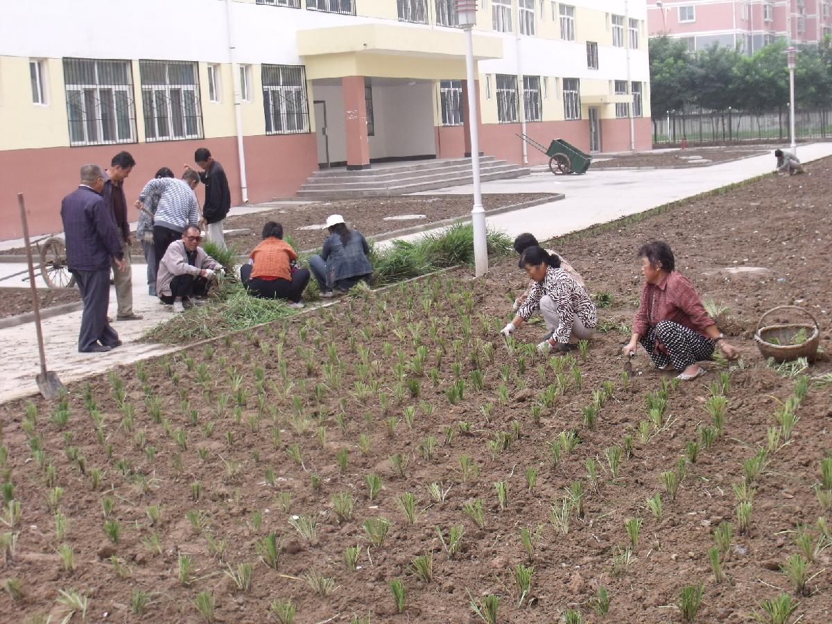 九号学生公寓周边绿化