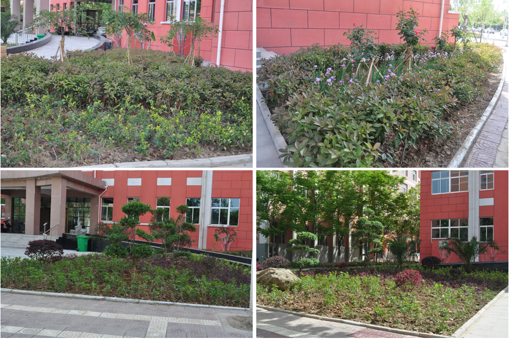 五号教学楼周边绿化